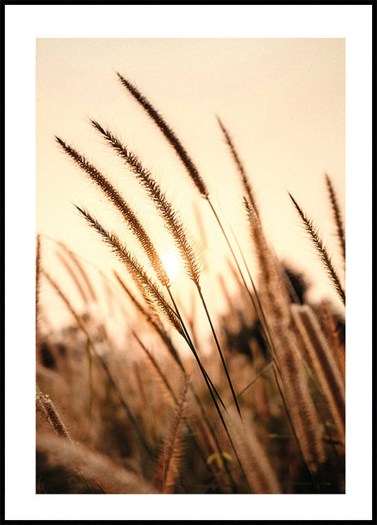 Sunset Dry Grass Poster