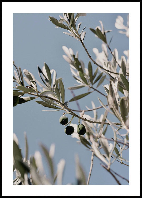 Olive Tree Branch Poster