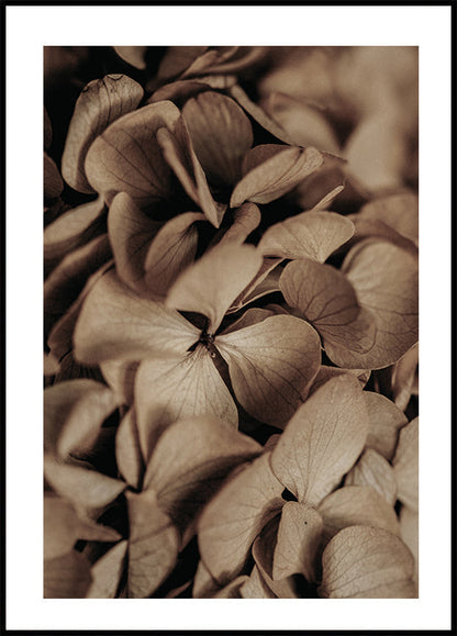 Dried Hydrangea Poster