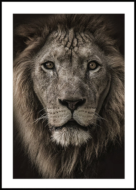 Majestic Lion Close-Up Poster