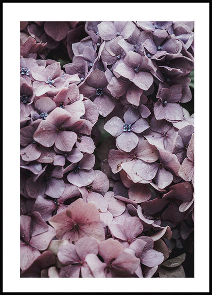 Pink Hydrangea Poster