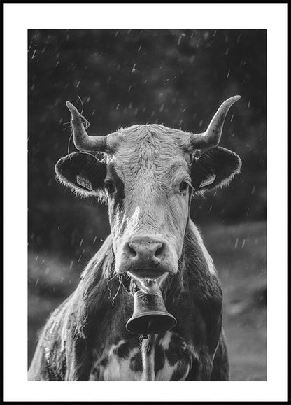 Cow in the Rain Poster