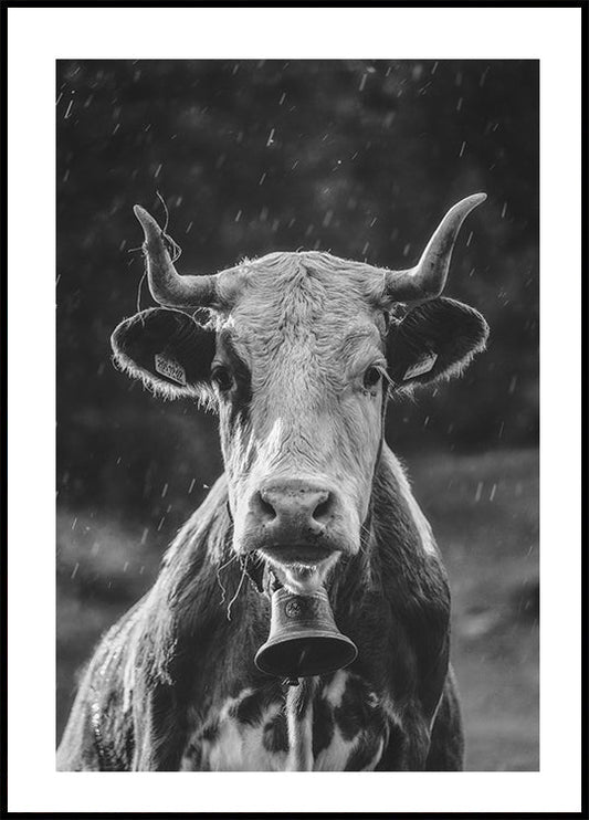 Cow in the Rain Poster