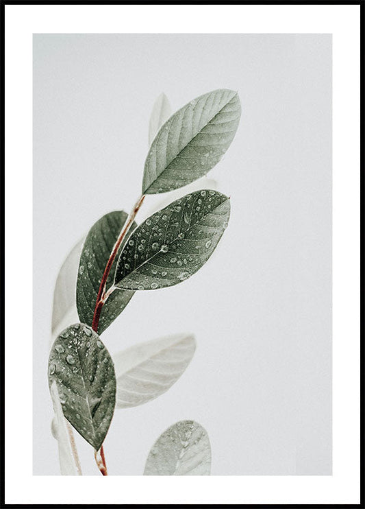 Dew On The Leaves Poster