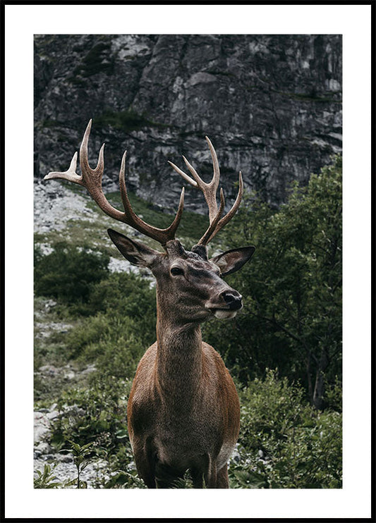 Deer and Mountains Poster