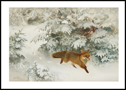 Fox in Winter Landscape By Bruno Liljefors No. 1 Poster