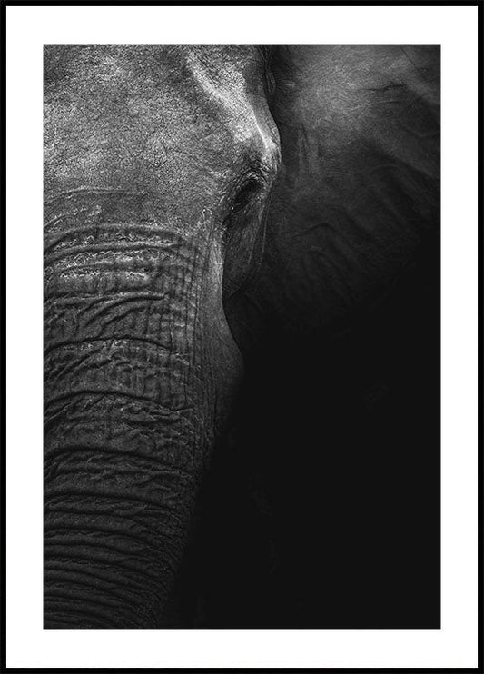 Elephant Poster