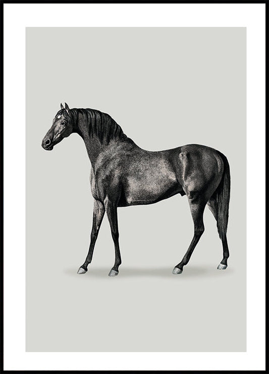 Black Horse Drawing Poster