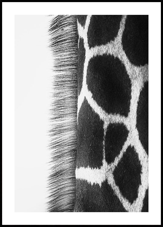 Giraffe Neck Poster