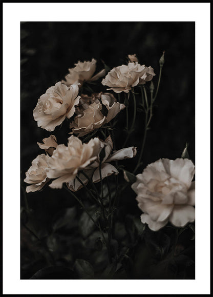 Dark White Roses Poster