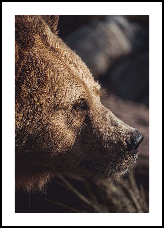 Bear in Profile Poster