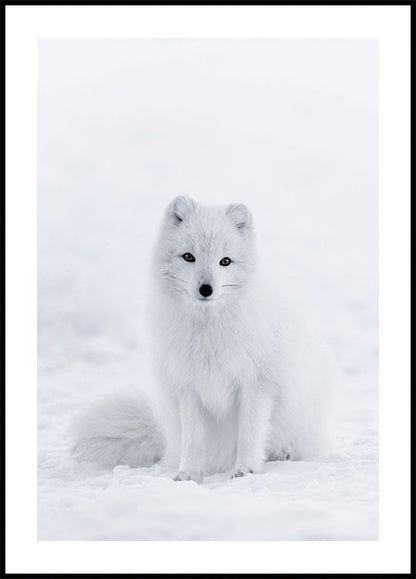 Snow Fox Poster