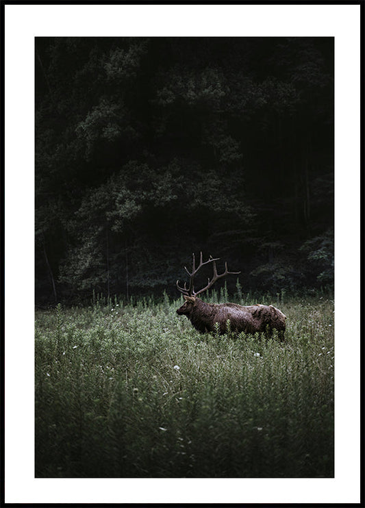 Deer in Nature Poster