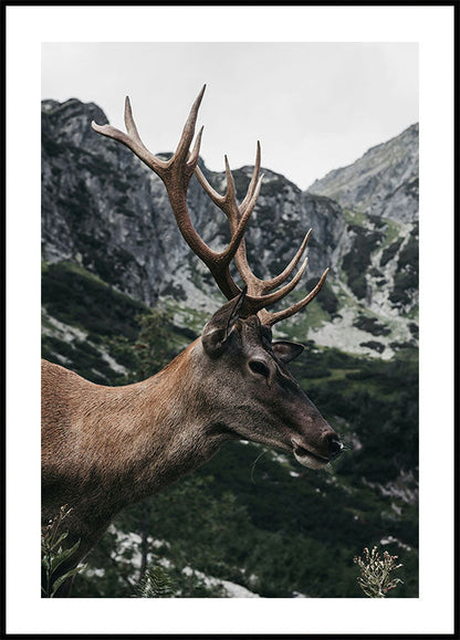 Deer in Profile Poster