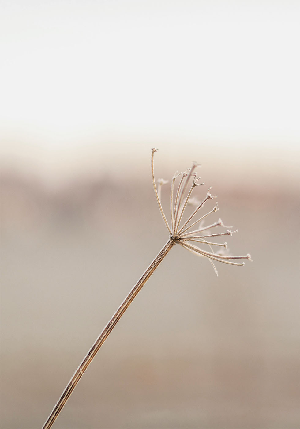 Frosted Plant Poster