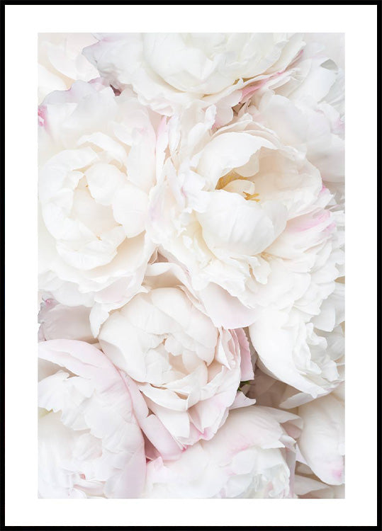 White Peonies Plakat - Posterbox.no