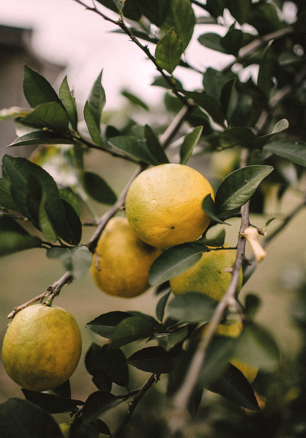 Lemons Tree Poster