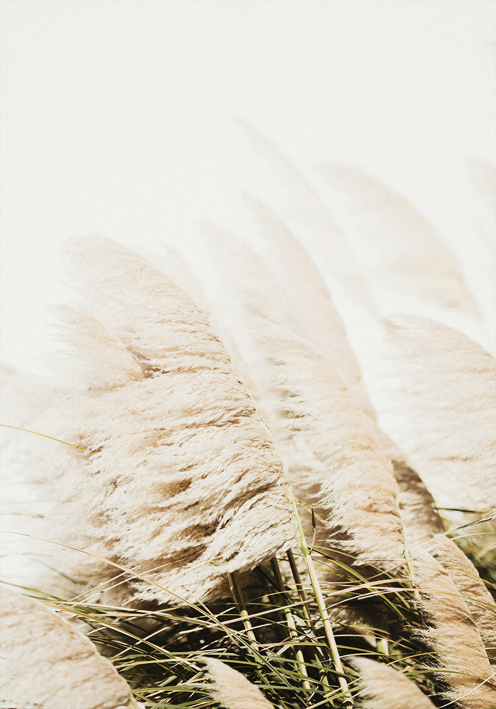 Pampas Grass Poster