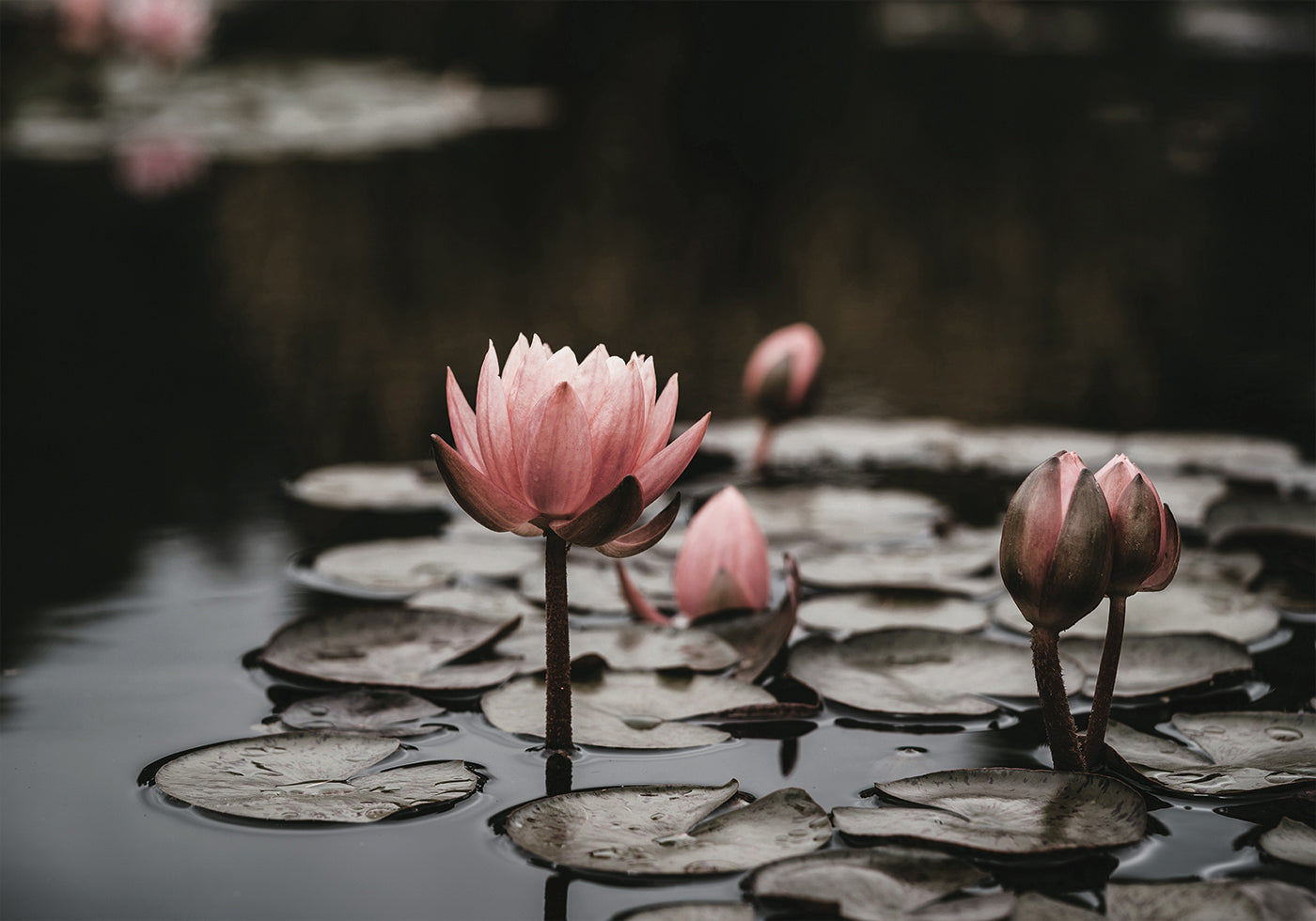 Pink Lotus Flowers Poster