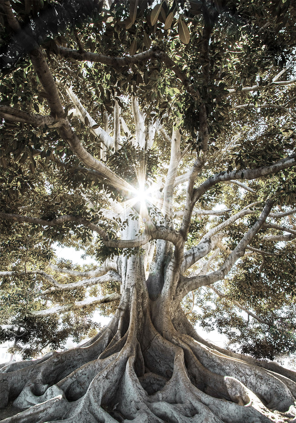 Tree with Large Roots Poster