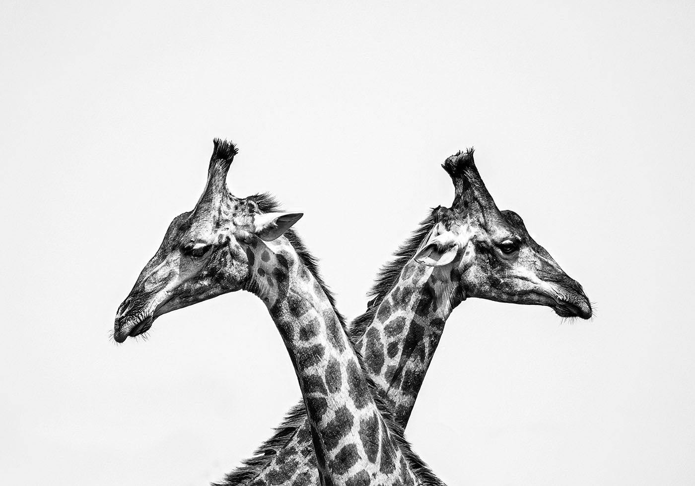 Two Giraffes Poster