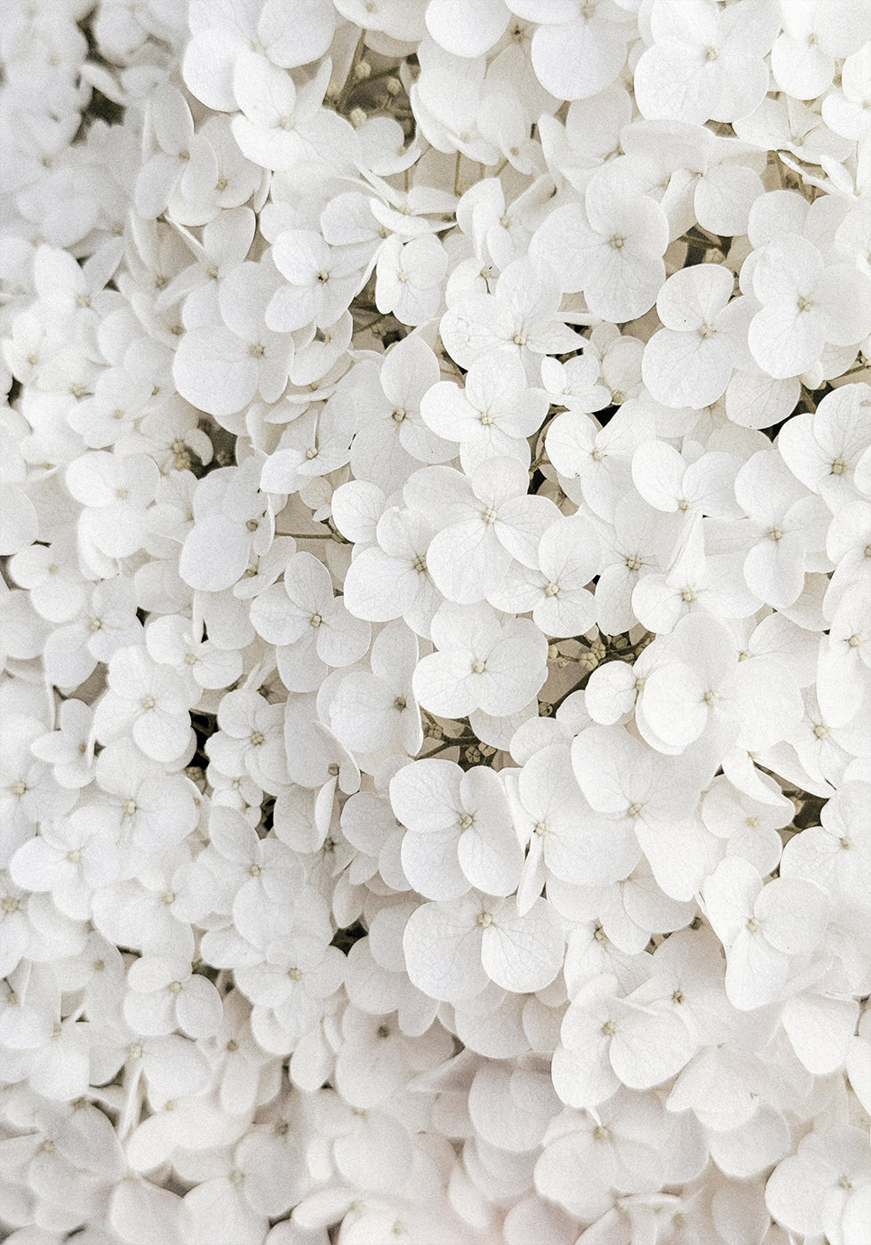 White Hydrangea Poster