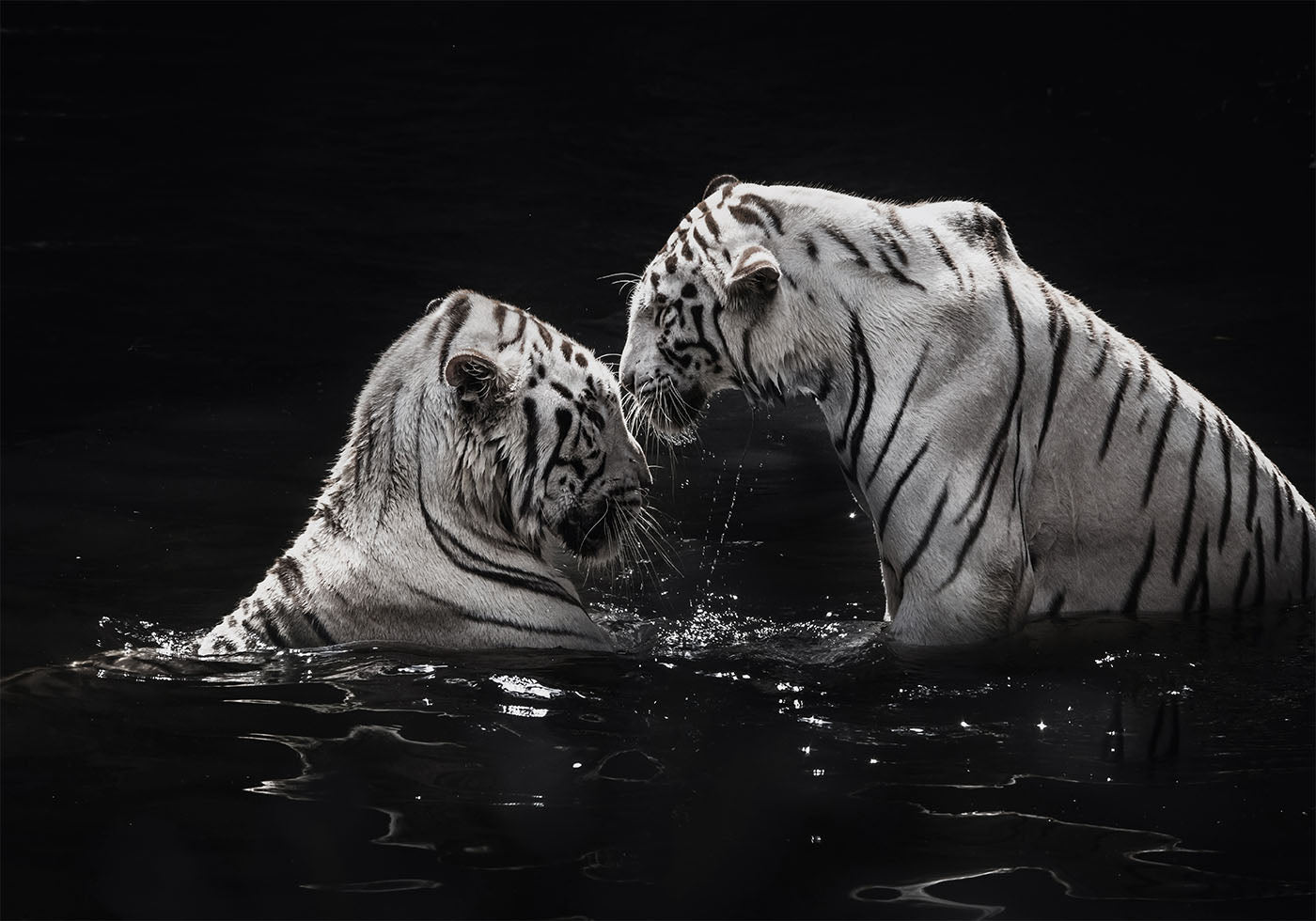 White Tigers in The Water Poster