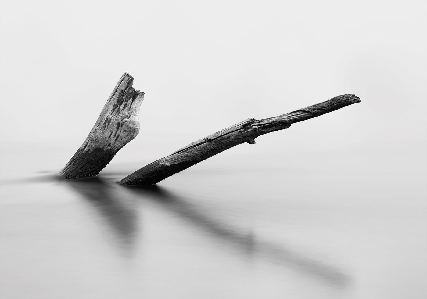 Wooden Log In The Water Poster